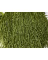 Deve Kuşu Tüyü Yağ Yeşili 10 Metre