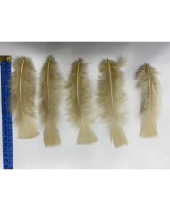 50 Adet - Tek Kaz Tüyü Bej
